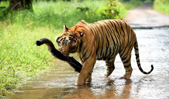 Hunting in Thailand